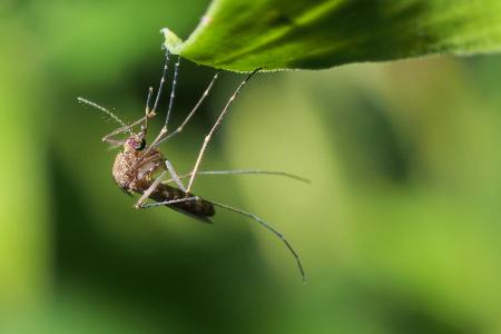 3 Important Reasons To Invest In Mosquito Control Services Thumbnail