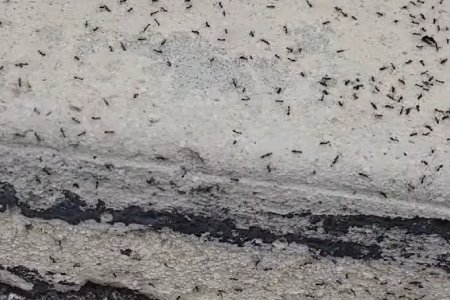 Ant Control in Palm Beach Gardens, FL Thumbnail