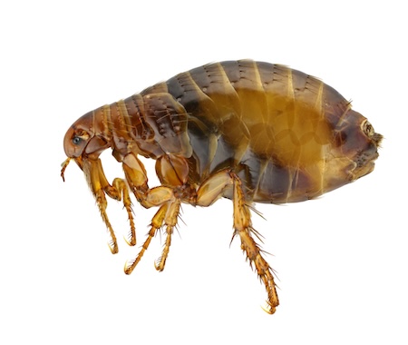 Flea & Tick Control Thumbnail