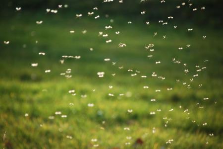 Organic Pest Control Thumbnail