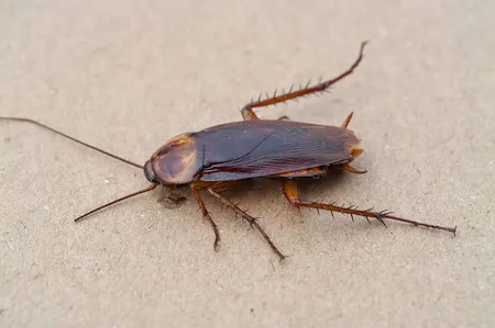 Pest Control Thumbnail