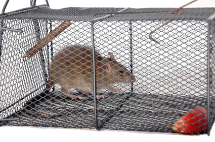 Rodent Control: How to Protect Barns, Sheds, and Outbuildings Thumbnail