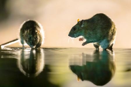 Rodent Control Thumbnail