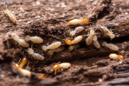 Termite Control Thumbnail